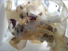 NEST WITH MYLAR SURROUND, 10 x 10 x 4.5 - Silk, satin, paper, threads, staples, gauze, mylar