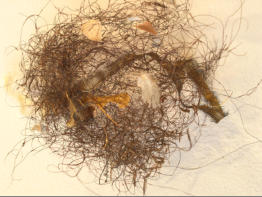 HORSEHAIR NEST, 4 x 4 x 4 - Horsehair, paper, silk, satin