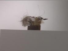BAD HAIR DAY, 5 x 7.5 x 4 - 5 x 7.5 x 4 - Honeycomb cardboard, wood, plaster, human & cat hair, coconut fiber